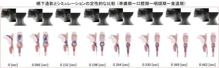 嚥下造影とシミュレーションの定性的な比較